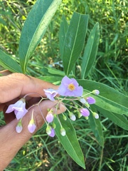 Solanum glaucophyllum