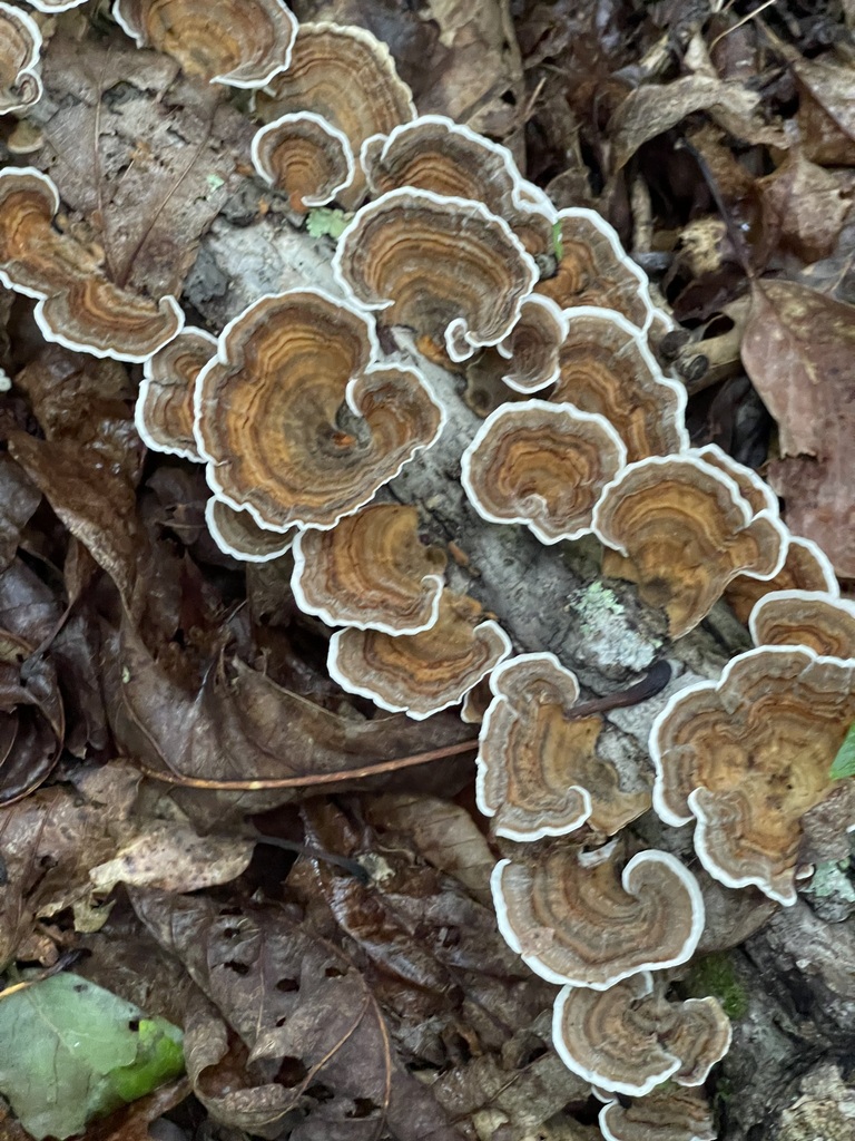 False Turkeytail — lead field view