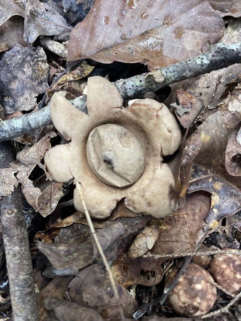Collared Earthstar — lead field view