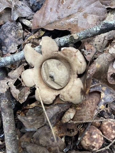 Collared Earthstar opened across damp forest litter