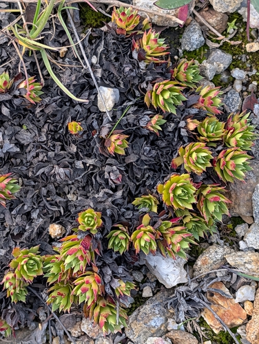 Prickly Saxifrage