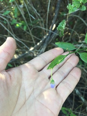 Solanum amygdalifolium