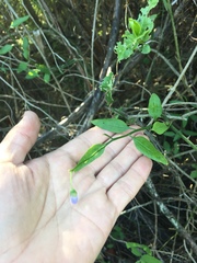Solanum amygdalifolium