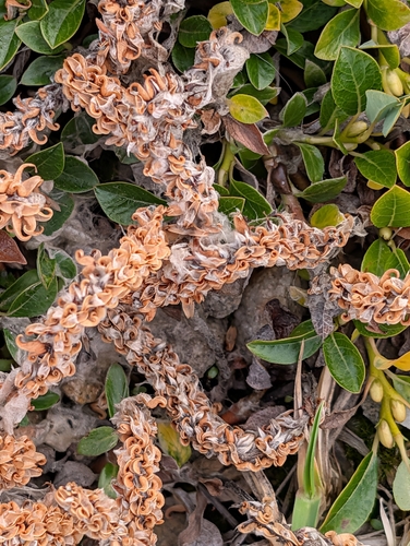 bearberry willow