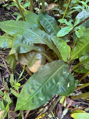 Palisota bracteosa observed 2026-08-06