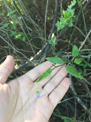 Solanum amygdalifolium