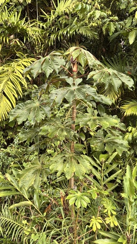 Cecropia glaziovii, photograph 3
