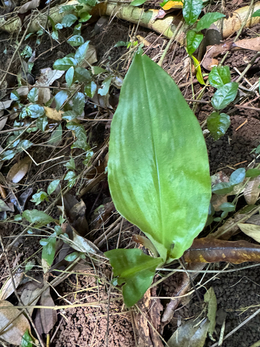 Palisota bracteosa observed 2026-08-06