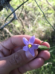 Solanum amygdalifolium