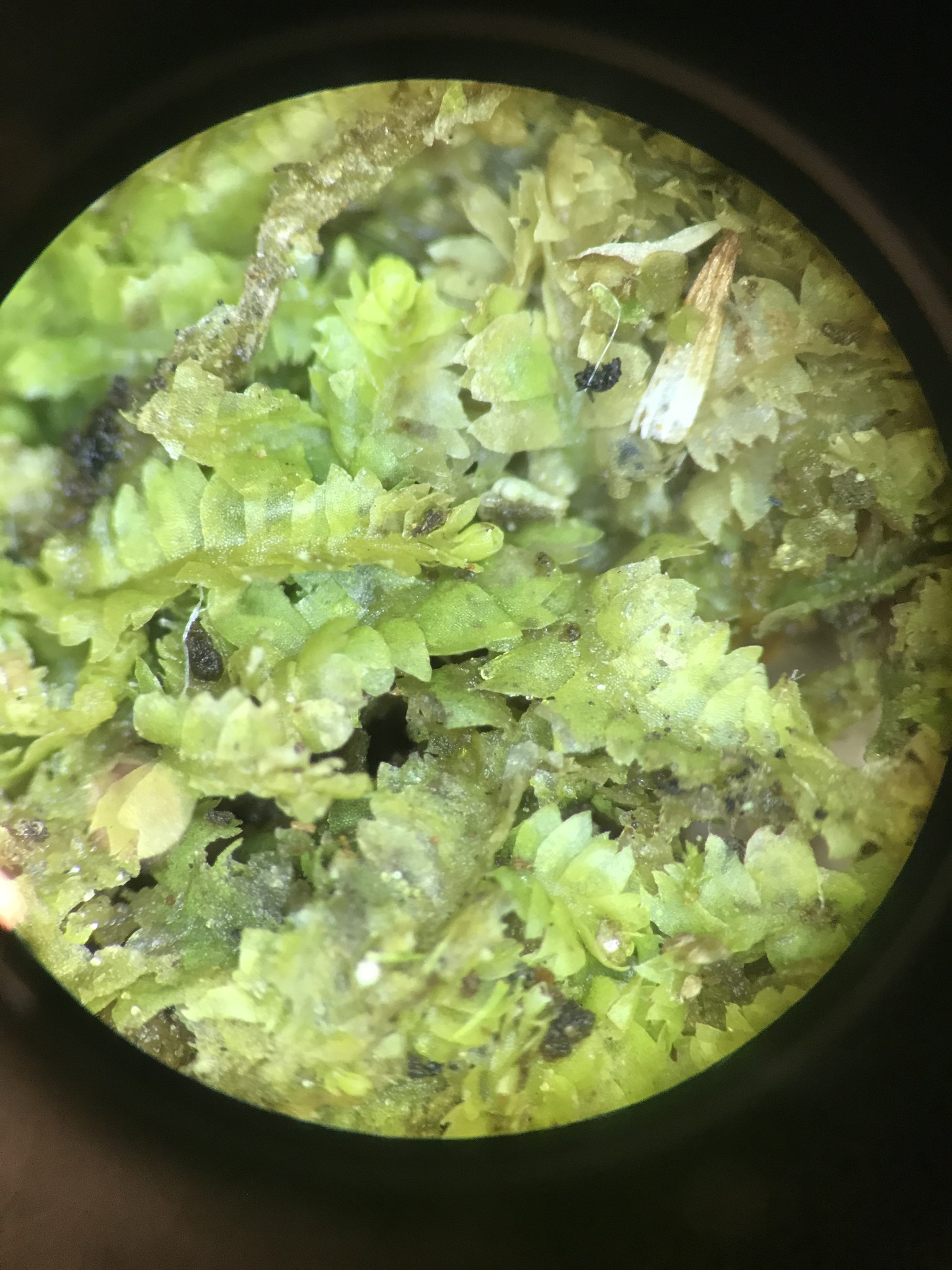 Geocalyx