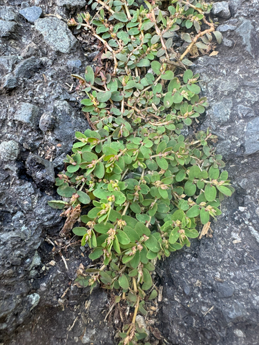 Euphorbia thymifolia, 2026-08-06