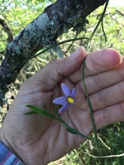 Solanum amygdalifolium
