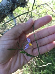 Solanum amygdalifolium