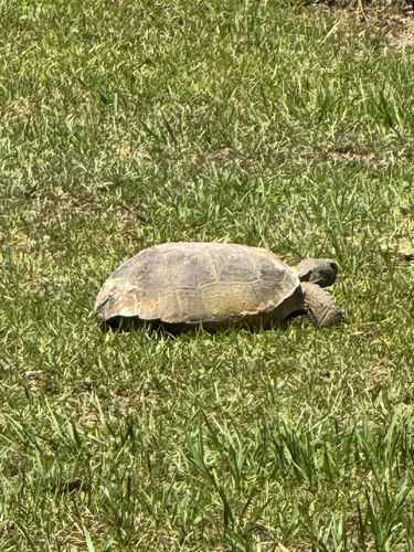 Gopher Tortoise