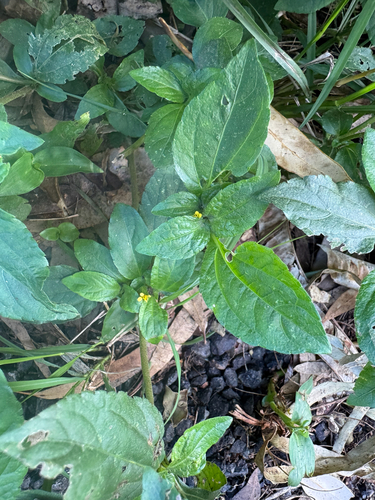 Synedrella nodiflora observed 2026-08-06