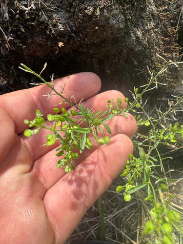 Lepidium virginicum observed 2026-08-06