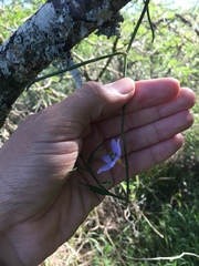 Solanum amygdalifolium