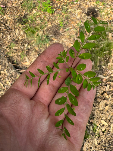 Phyllanthus tenellus observed 2026-08-06