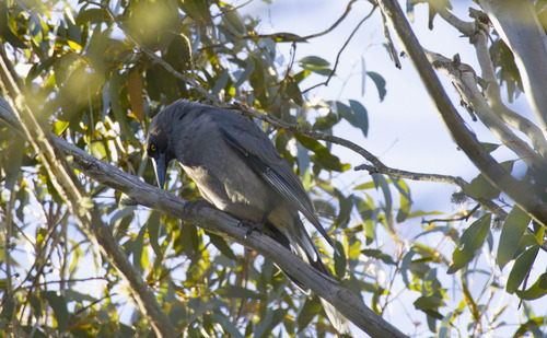 Grey Currawong