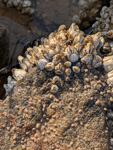 Northern Acorn Barnacle