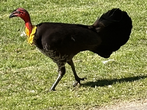 Australian Brushturkey