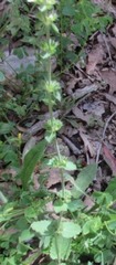 Stachys crenata