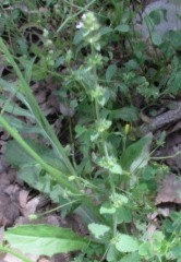 Stachys crenata