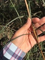 Lessingianthus rubricaulis