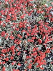 Cladonia incrassata