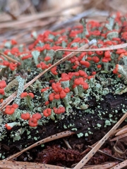 Cladonia incrassata