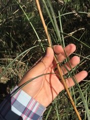 Lessingianthus rubricaulis