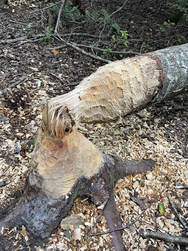 Fresh beaver tooth marks opening a felled trunk beside the water