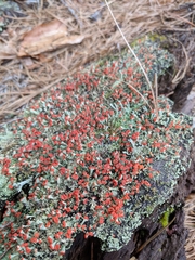 Cladonia incrassata