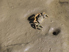 Macrophthalmus