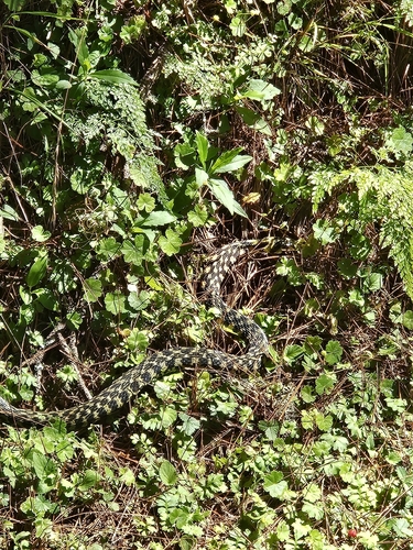 Rhabdophis formosanus