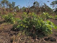 Grewia asiatica