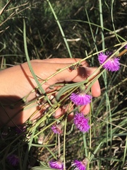 Lessingianthus rubricaulis