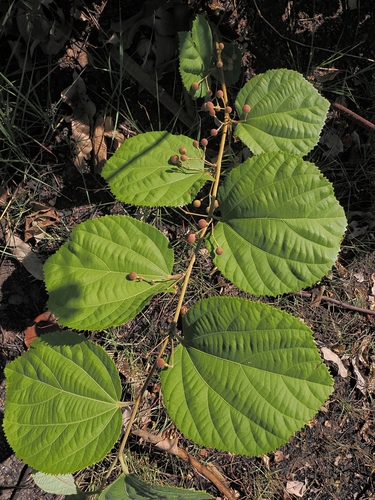 Grewia asiatica, photograph 1