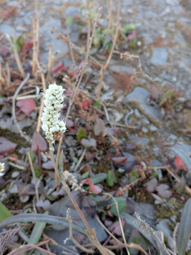 alpine bistort