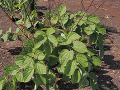 Grewia asiatica, photograph (c) Roland Muench, some rights reserved (CC BY)