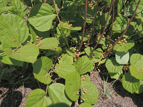 Grewia asiatica, photograph 3