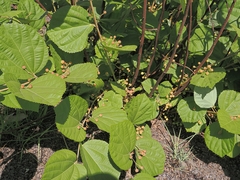 Grewia asiatica, photograph (c) Roland Muench, some rights reserved (CC BY)