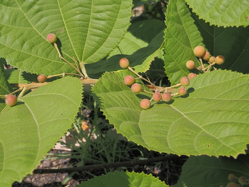 Grewia asiatica, photograph 4