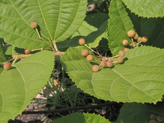 Grewia asiatica, photograph (c) Roland Muench, some rights reserved (CC BY)
