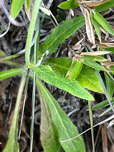 Hieracium morii observed 2026-08-04