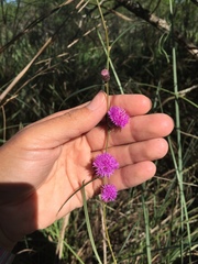 Lessingianthus rubricaulis