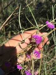 Lessingianthus rubricaulis