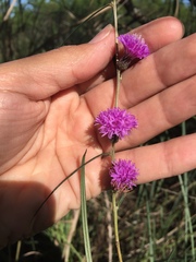Lessingianthus rubricaulis