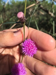 Lessingianthus rubricaulis