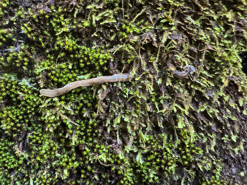 Bipalium kewense observed 2026-08-06